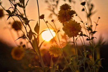 Gün batımı arka planındaki çiçekler. Turuncu gökyüzü sarı çiçekler