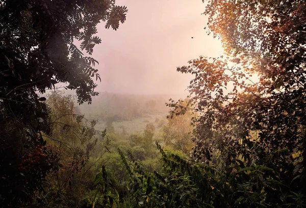 Niebla Mañana Siberiano Imágenes De Stock Sin Royalties Gratis