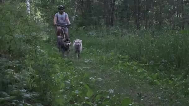 Orosz Föderáció Kuzbass 2020 Július Kerékpárverseny Erdőben Szibériai Husky — Stock videók