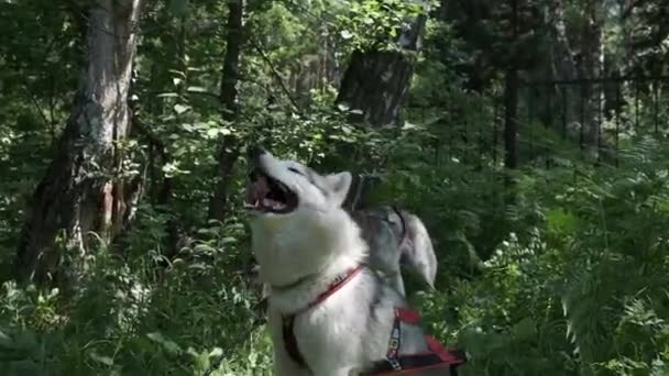 Σιβηρίας Husky Στο Δάσος — Αρχείο Βίντεο