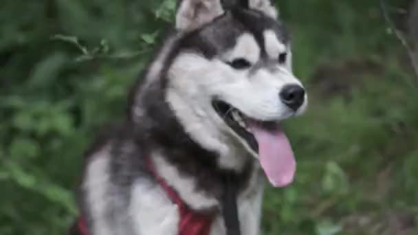 Syberyjski Husky Lesie — Wideo stockowe