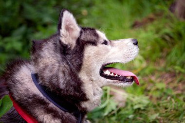 Yeşil yaz ormanındaki mutlu Sibirya kabuğunun yakın plan portresi.