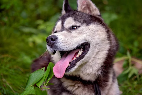 Close Retrato Feliz Siberiano Husky Verão Verde Floresta — Fotografia de Stock