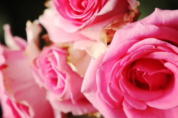 Mooie Zomerse Roze Rozen — Stockfoto