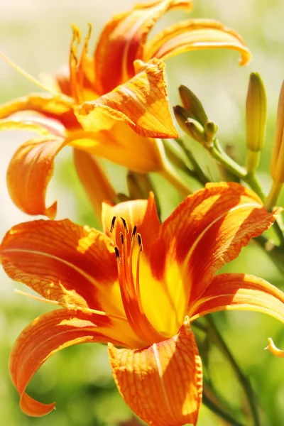 Bella Estate Arancio Lillies — Foto Stock