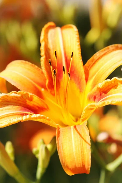 Beautiful Summer Orange Lillies — Stock Photo, Image
