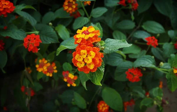 Όμορφα Ανθισμένα Λουλούδια Καλοκαίρι — Φωτογραφία Αρχείου