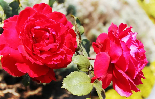 Mooi Bloeiende Zomerbloemen — Stockfoto