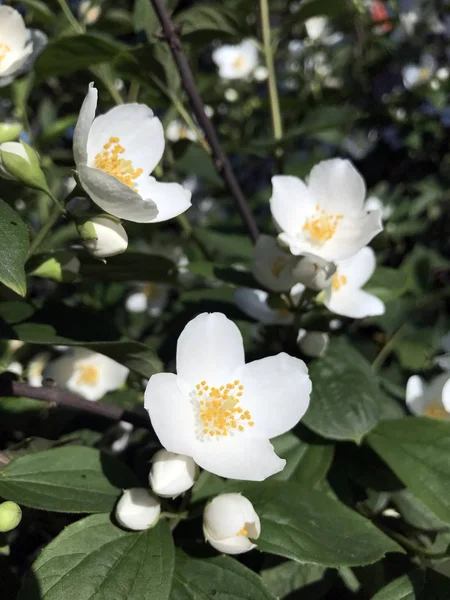 White spring flower blossom and green leaves