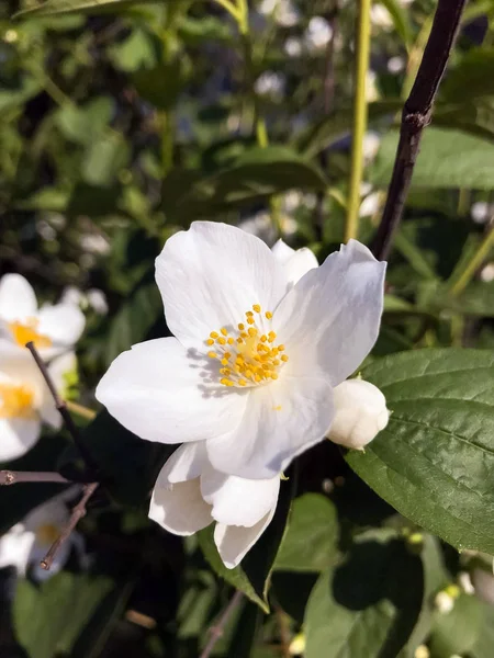 Weiße Frühlingsblumenblüte Und Grüne Blätter — Stockfoto