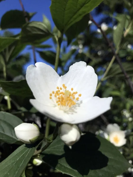 White spring flower blossom and green leaves