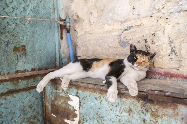 Gato Callejero Perezoso Descansando Ciudad Vieja Jerusalén — Foto de Stock