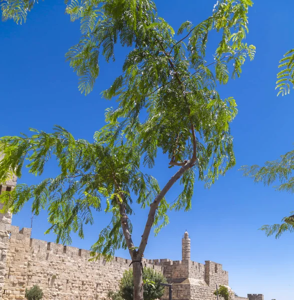 Jerusalén Murallas Ciudad Vieja Torre David Detrás Árbol —  Fotos de Stock