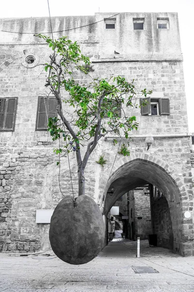 Suspended Orange Tree in the ancient streets of Jaffa or Yafo near Tel Aviv, Israel.