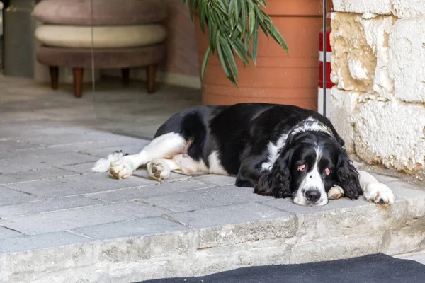 Cão Bonito Deitado Chão Pedra Com Uma Expressão Aparência Cansada — Fotografia de Stock
