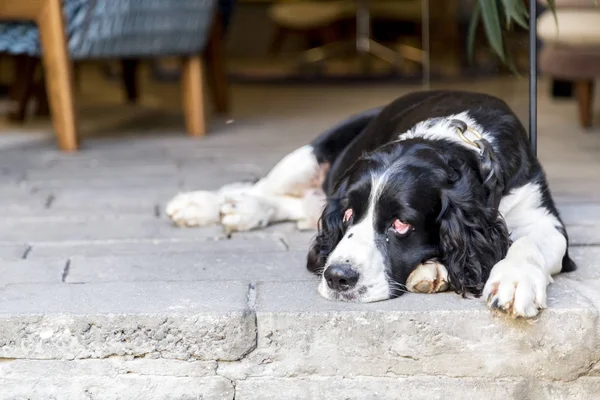 疲れて探している式を石の床に横たわってかわいい犬 — ストック写真