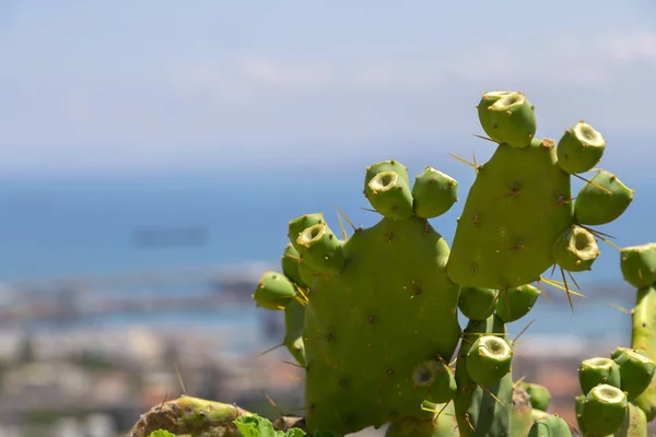 ハイファ港 ハイファ イスラエルの地中海沿岸都市の背景ビューとサボテン — ストック写真