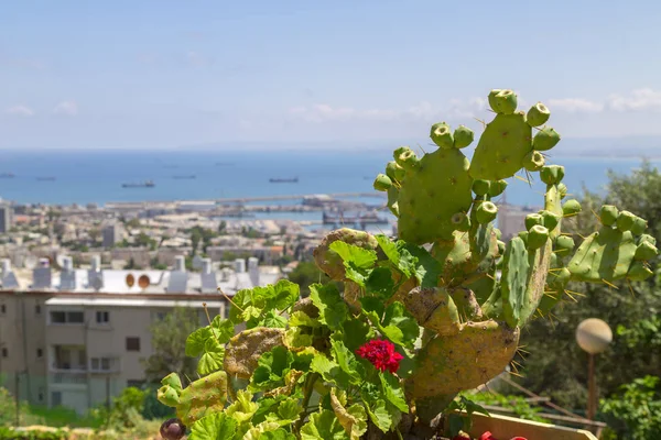 Impianti Cactus Geranio Con Vista Sullo Sfondo Del Porto Haifa — Foto Stock