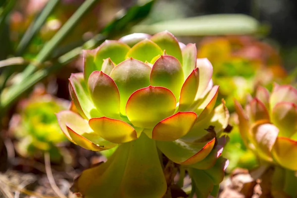 Plante Succulente Gros Plan Feuilles Vives Vertes Rouges Sous Soleil — Photo