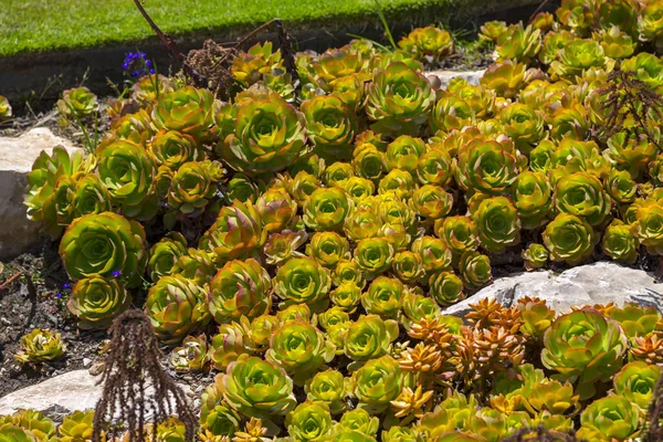 Plante Succulente Gros Plan Feuilles Vives Vertes Rouges Sous Soleil — Photo