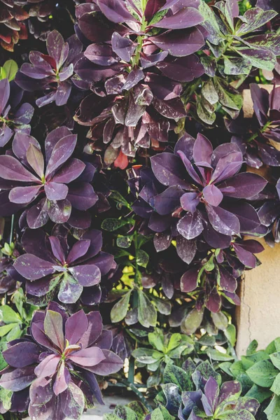 Feuilles Violettes Texture Fond Effet Couleur Vintage — Photo