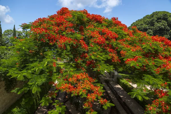 Wunderschöne Pflanzen Und Bäume Dekorative Gartengestaltung Baha Gärten Den Hängen — Stockfoto