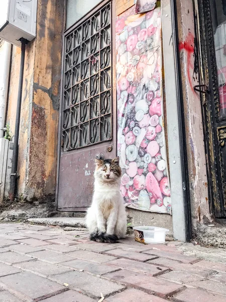 イスタンブール トルコ 2018 座っているホームレス猫とイスタンブールのバラト地区の住民が与えられるを待っています — ストック写真