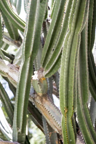 Long Prickly Cactus Leaves Close — Stock Photo, Image