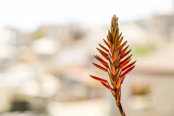 コーラル オレンジ色新鮮なアロエベラの背景のボケ味の植物花 — ストック写真