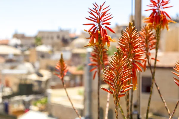 Fiori Succulenti Antiche Strutture Gerusalemme Sullo Sfondo — Foto Stock