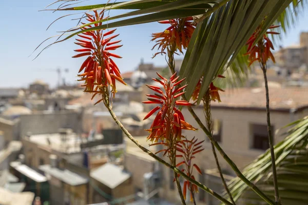 Flores Suculentas Edificios Antiguos Jerusalén Fondo — Foto de Stock