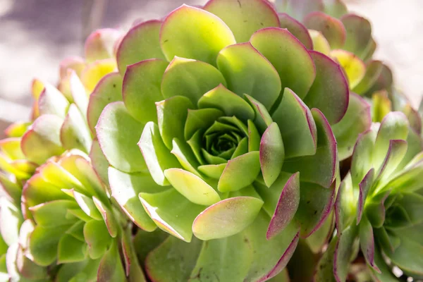 Plante Succulente Gros Plan Feuilles Vives Vertes Rouges Sous Soleil — Photo