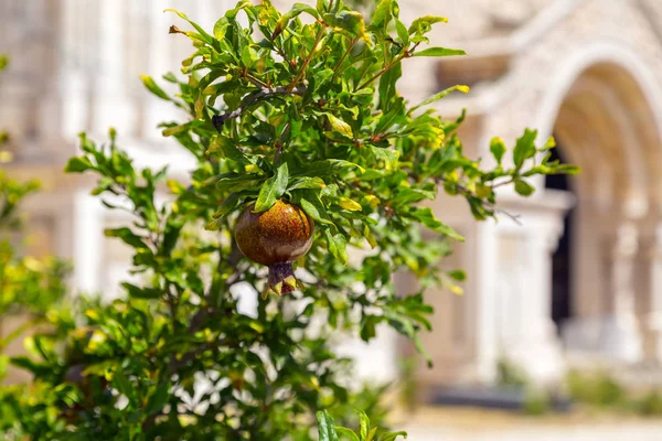 Granatapfelbaum Armenischen Heiland Kloster Etwas Außerhalb Der Mauern Der Altstadt — Stockfoto