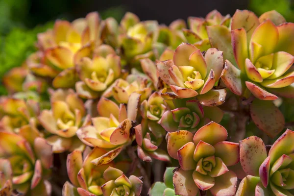 Plante Succulente Gros Plan Feuilles Vives Vertes Rouges Sous Soleil — Photo