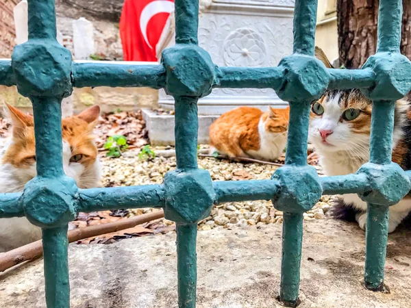 Lindos Gatos Descansando Calle Estambul — Foto de Stock