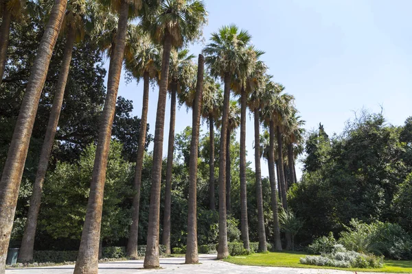 나무와 식물에 아테네 그리스 정원에서의 — 스톡 사진