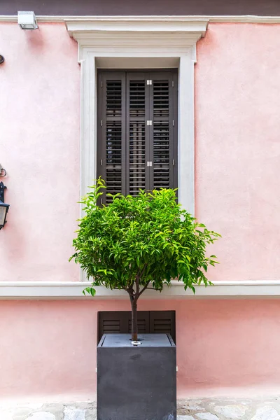 Ventanas Con Persianas Madera Verde Árbol Cítricos Detalle Arquitectónico — Foto de Stock