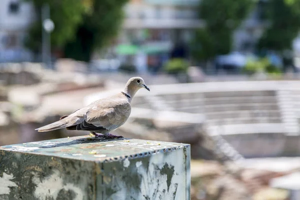 Antik Roma Forumu Selanik'te kalıntıları doğru seyir güvercin — Stok fotoğraf