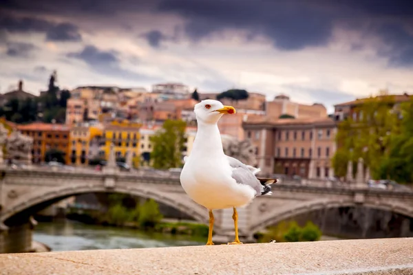 Seagull stojący nad brzegiem rzeki Tiber, Rzym, Włochy — Zdjęcie stockowe