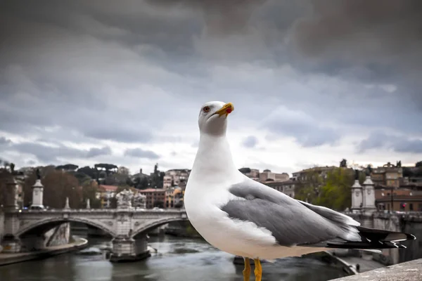 Seagull stojący nad brzegiem rzeki Tiber, Rzym, Włochy — Zdjęcie stockowe