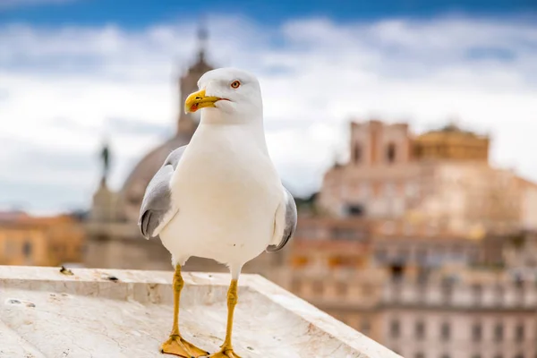 Seagull stoi na ścianach Vittoriano — Zdjęcie stockowe