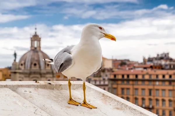 Seagull stoi na ścianach Vittoriano — Zdjęcie stockowe