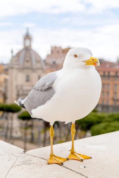 Seagull stoi na ścianach Vittoriano — Zdjęcie stockowe