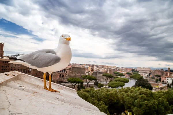 Seagull stoi na ścianach Vittoriano — Zdjęcie stockowe