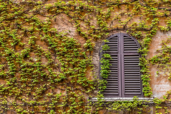 Window with closed shutters in the vine-shrouded wall — 스톡 사진