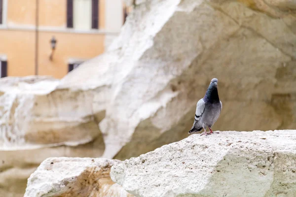 Trevi Çeşmesi veya Fontana di Trevi Piazza Trevi, Roma 'da — Stok fotoğraf