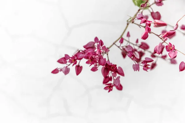Eleganta fuchsia färgade blommor — Stockfoto