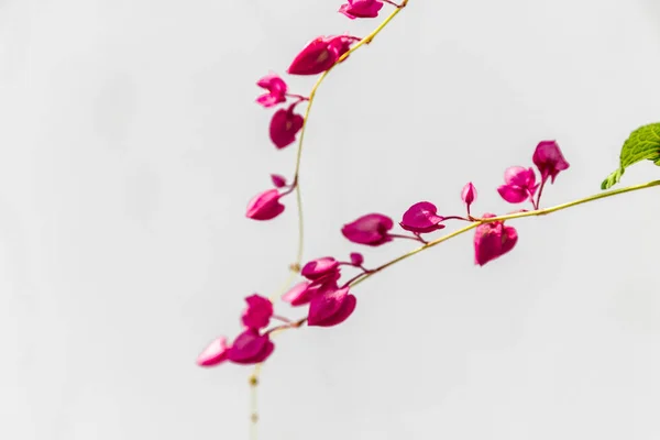 Elegant fuchsia colored flowers — Stock Photo, Image