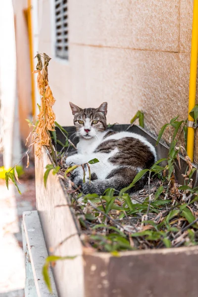 Rozkošná pouliční kočka v Ajami — Stock fotografie
