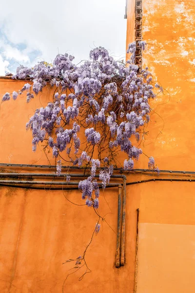 Güzel Wisteria çiçek çiçekleri — Stok fotoğraf